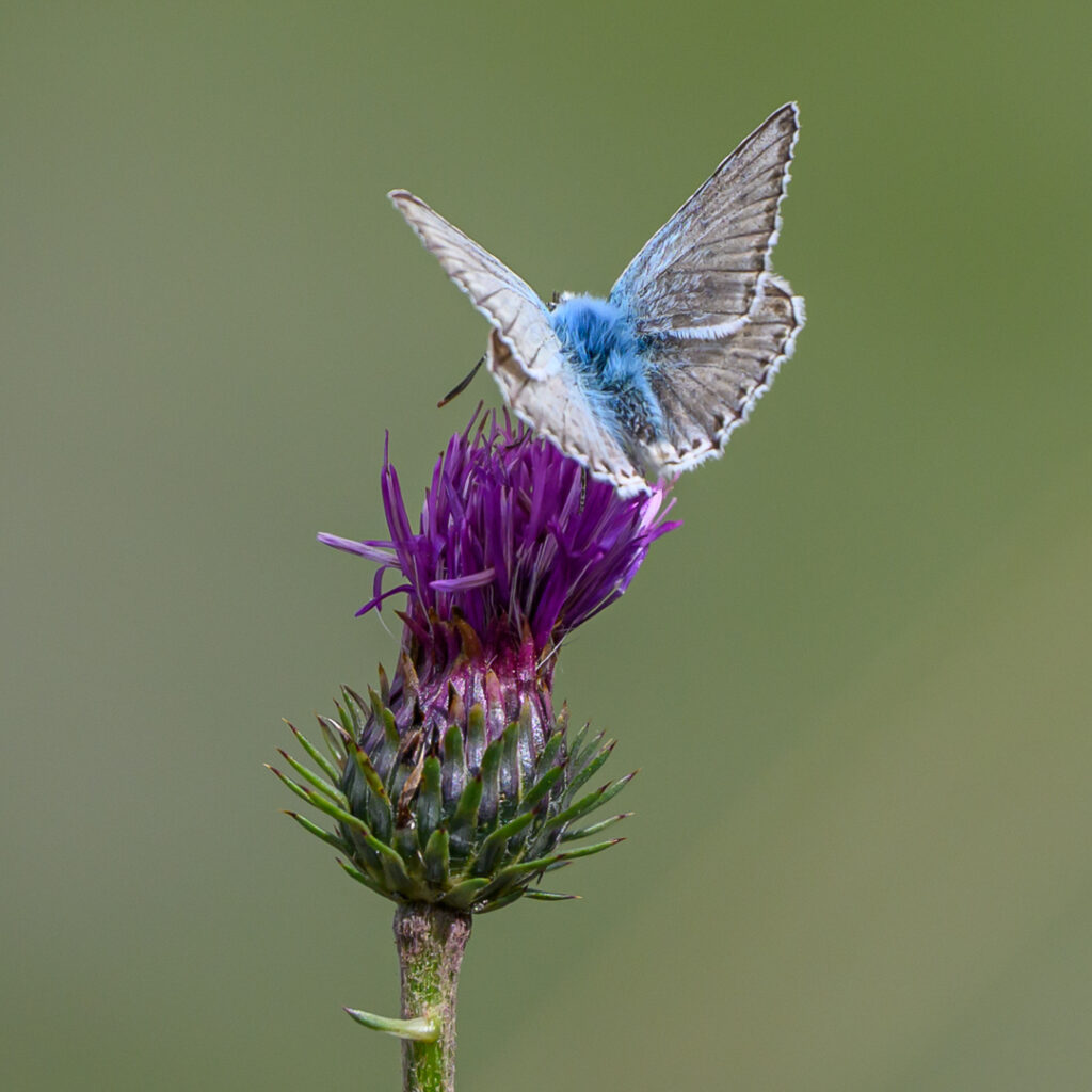 26-08-05_papillon_005