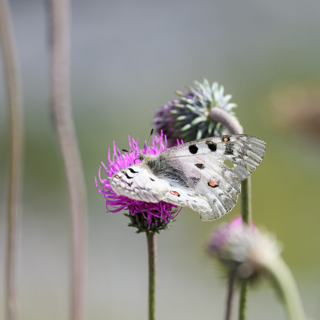 26-08-05_papillon_007